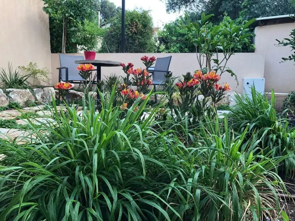 צילום מתוך אתר ארז גנים, גינות ונוף
